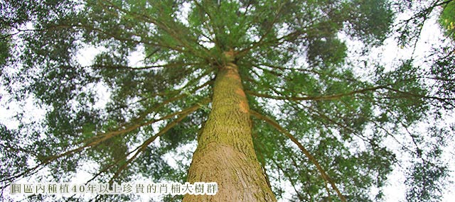 肖楠樹下最清涼的回憶